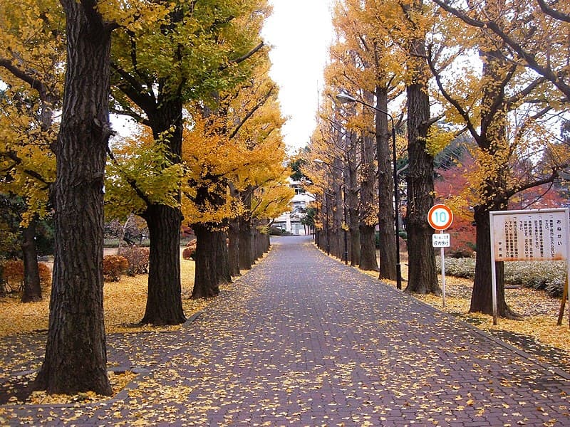園芸高等学校